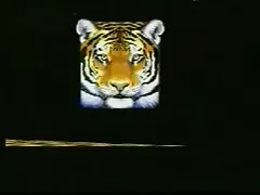 7436464 asiático