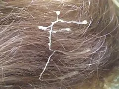Porn es xxx tren de bukkake secreto 003
