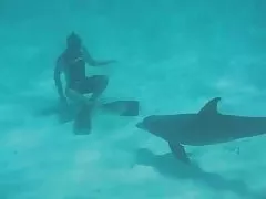 Sexo y videos porno gratis sswimmig con un juguetón dlophin